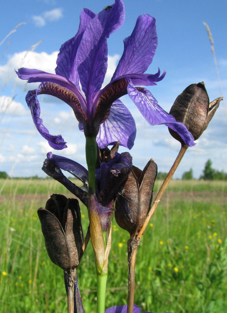 Изображение особи Iris sibirica.