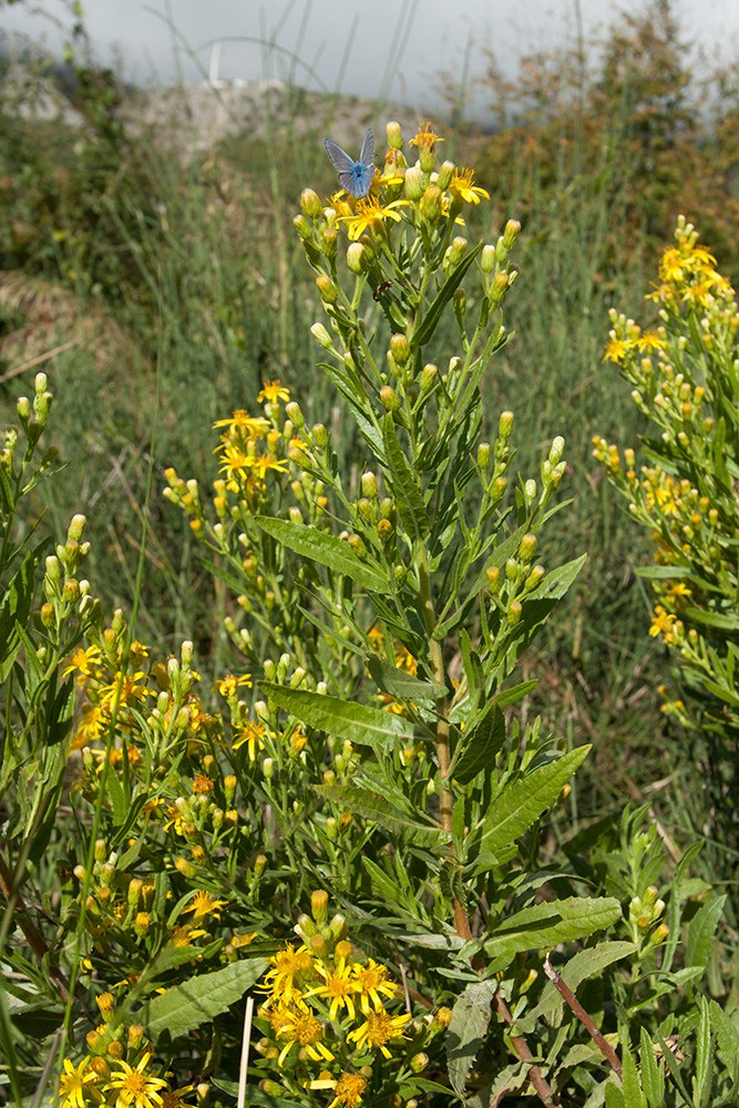 Image of Dittrichia viscosa specimen.