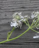 Heracleum apiifolium