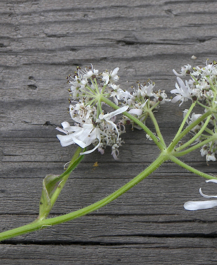 Изображение особи Heracleum apiifolium.