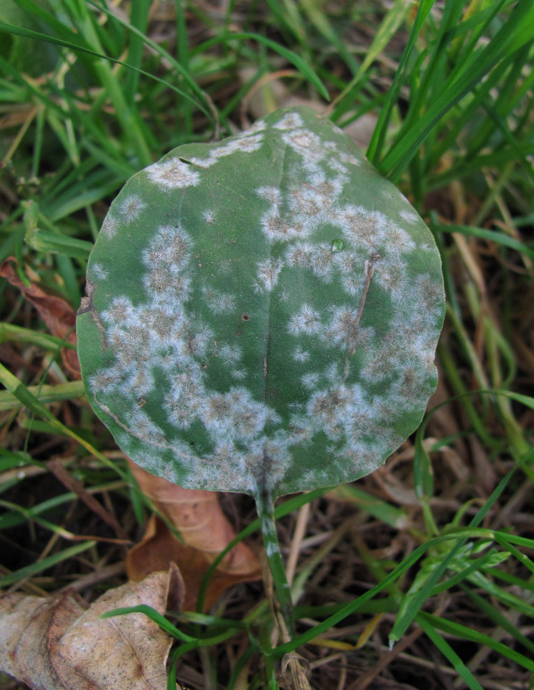 Изображение особи Plantago major.