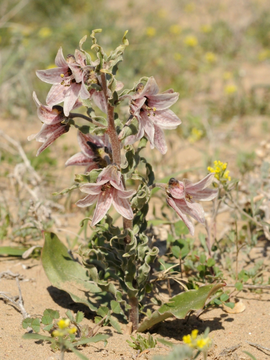 Image of Rhinopetalum karelinii specimen.