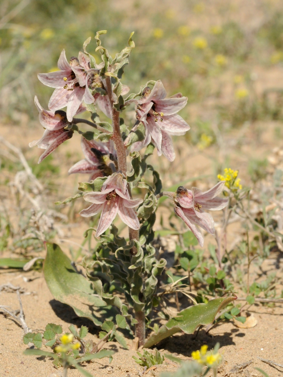 Изображение особи Rhinopetalum karelinii.