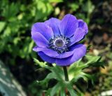 Anemone coronaria. Цветок. Московская обл., Раменский р-н, окр. дер. Хрипань, садовый участок. 14.07.2015.