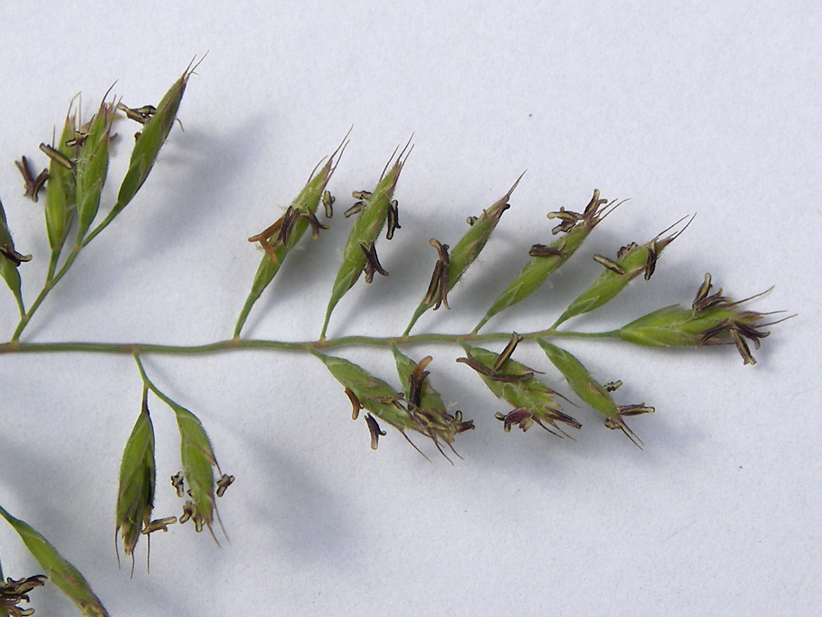 Image of Festuca elbrusica specimen.