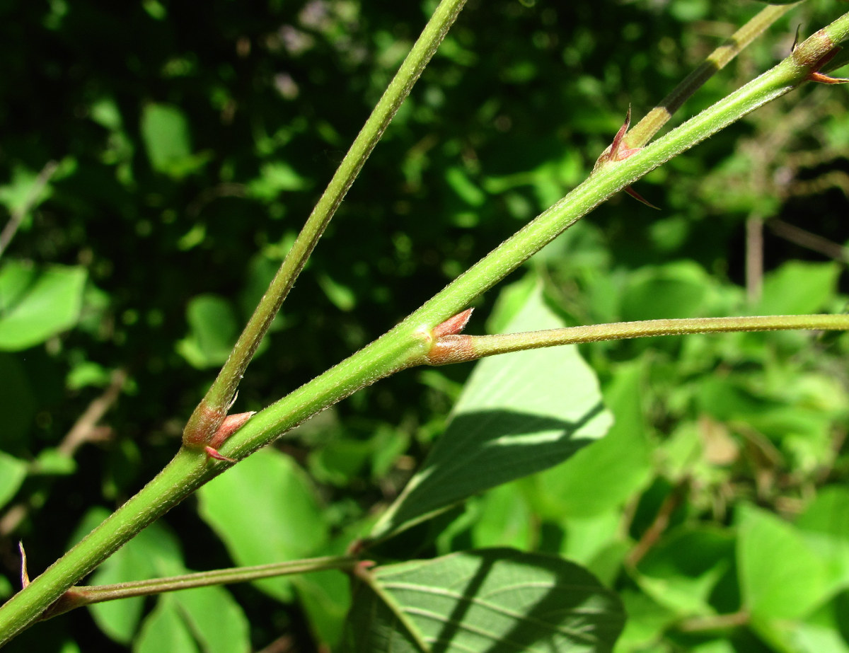 Изображение особи Desmodium elegans.