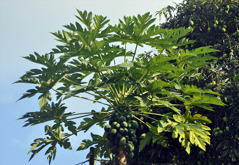 Изображение особи Carica papaya.