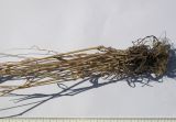 Bromus hordeaceus