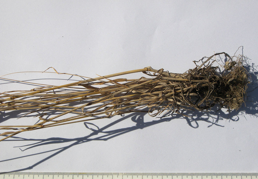 Image of Bromus hordeaceus specimen.