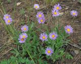 Aster alpinus