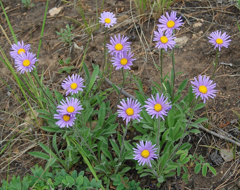 Изображение особи Aster alpinus.