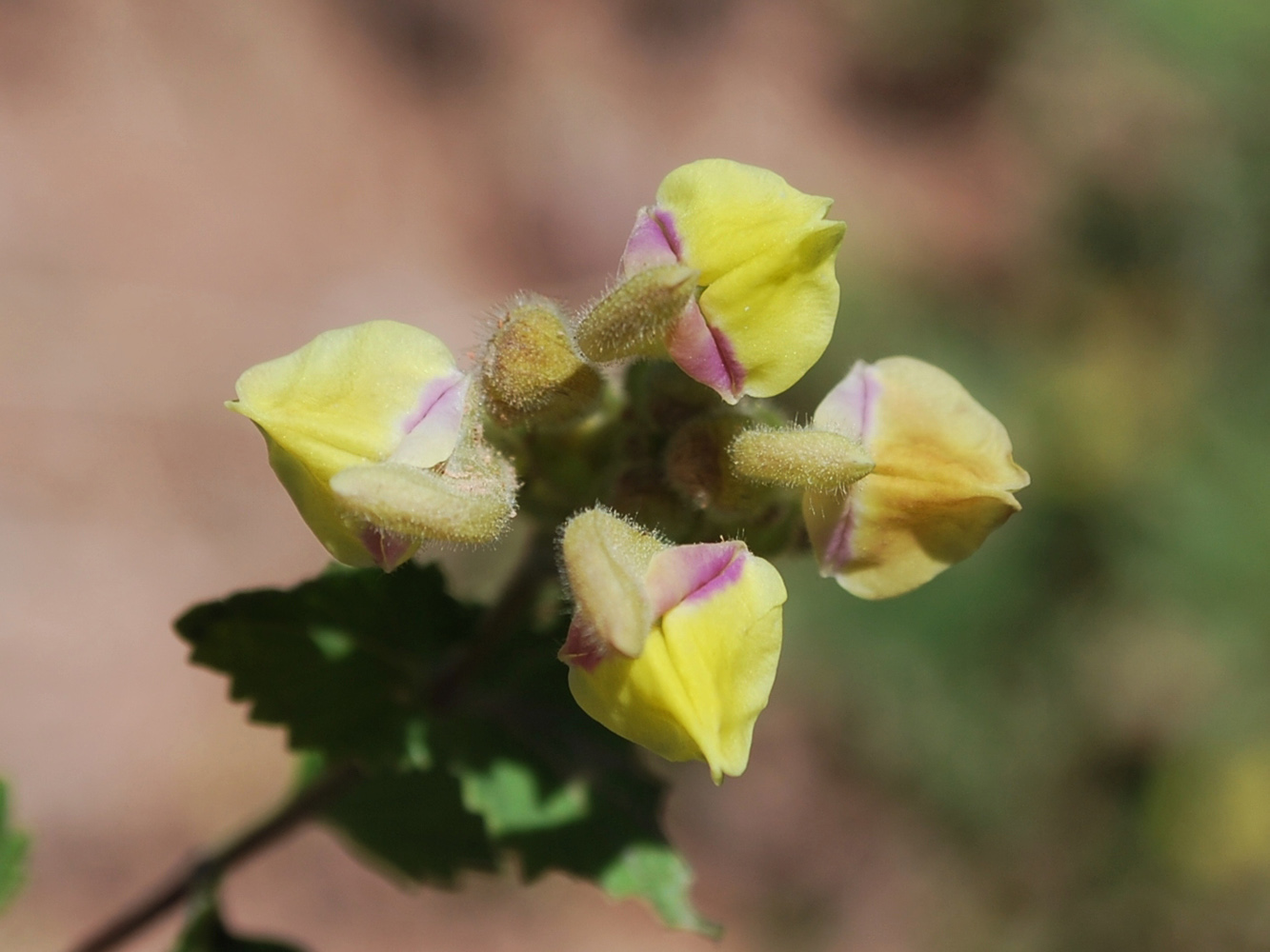 Image of Scutellaria adenostegia specimen.