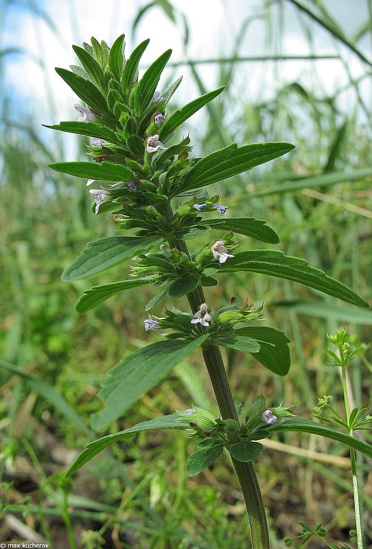 Изображение особи Dracocephalum thymiflorum.