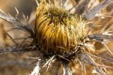 Carlina graeca