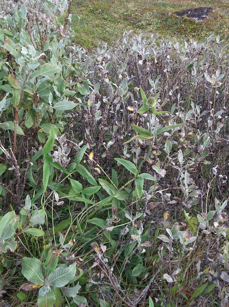 Image of Trifolium montanum specimen.