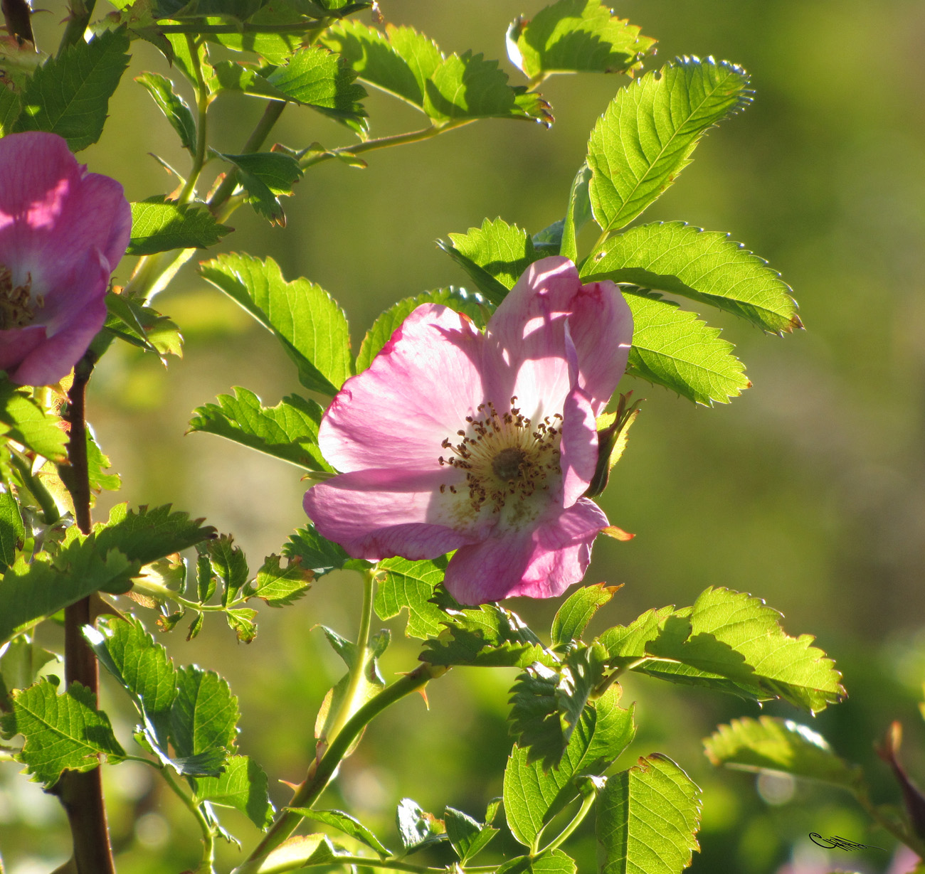 Image of Rosa laxa specimen.