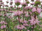 Phlomoides tuberosa