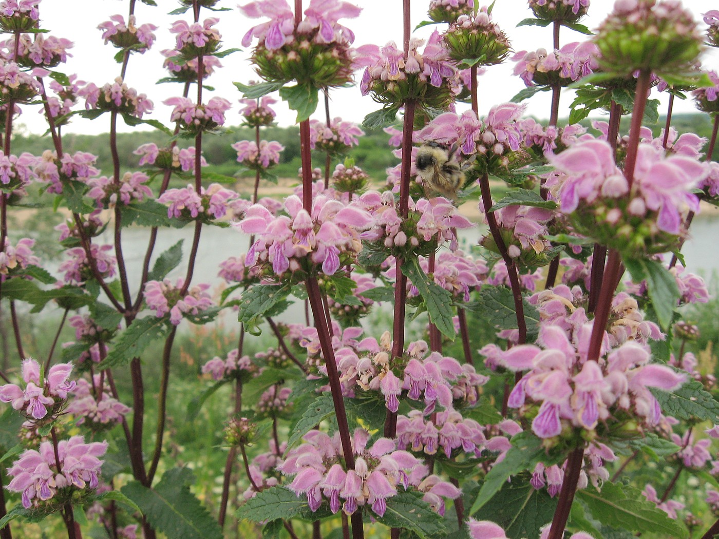 Изображение особи Phlomoides tuberosa.