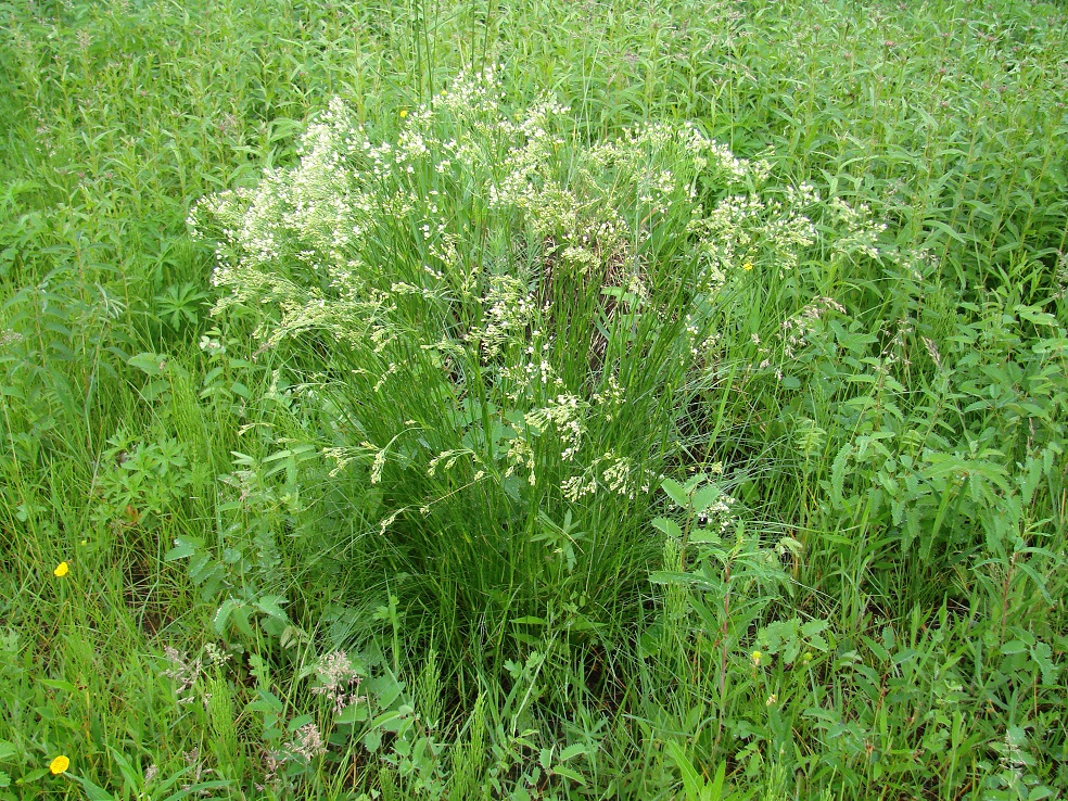 Изображение особи Eremogone saxatilis.