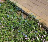 Commelina erecta