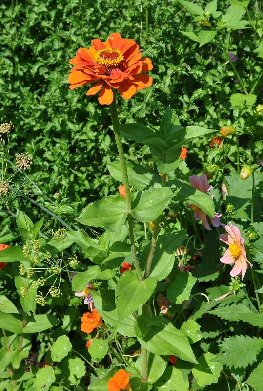 Изображение особи Zinnia elegans.