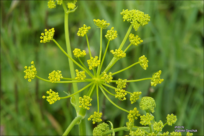 Изображение особи Pastinaca clausii.