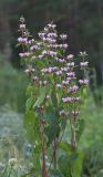 Phlomoides tuberosa. Верхушка цветущего растения. Республика Алтай, Шебалинский р-н, с. Камлак, Горно-Алтайский ботанический сад, экспозиция. 27.06.2015.
