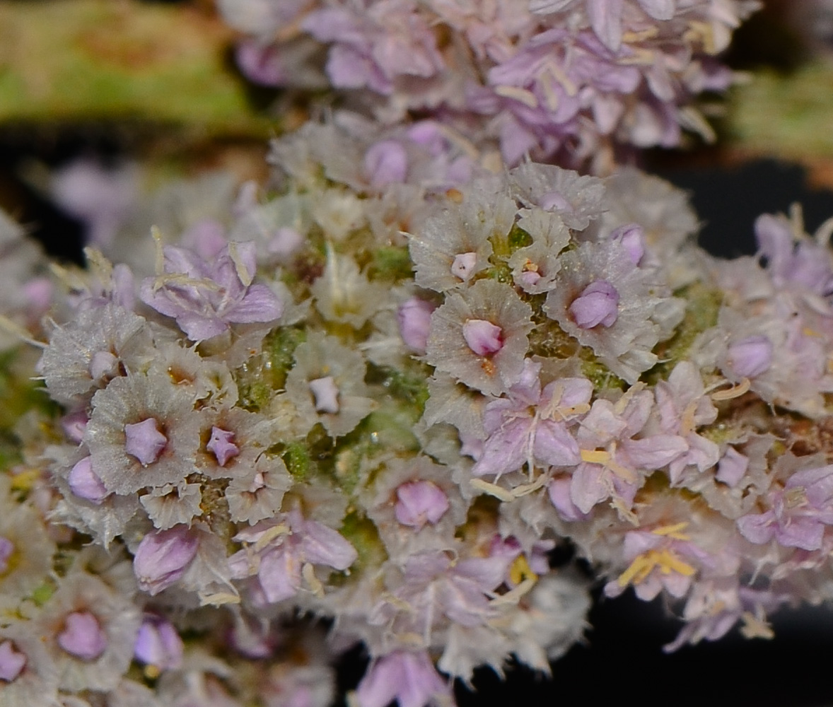 Image of Psylliostachys spicata specimen.