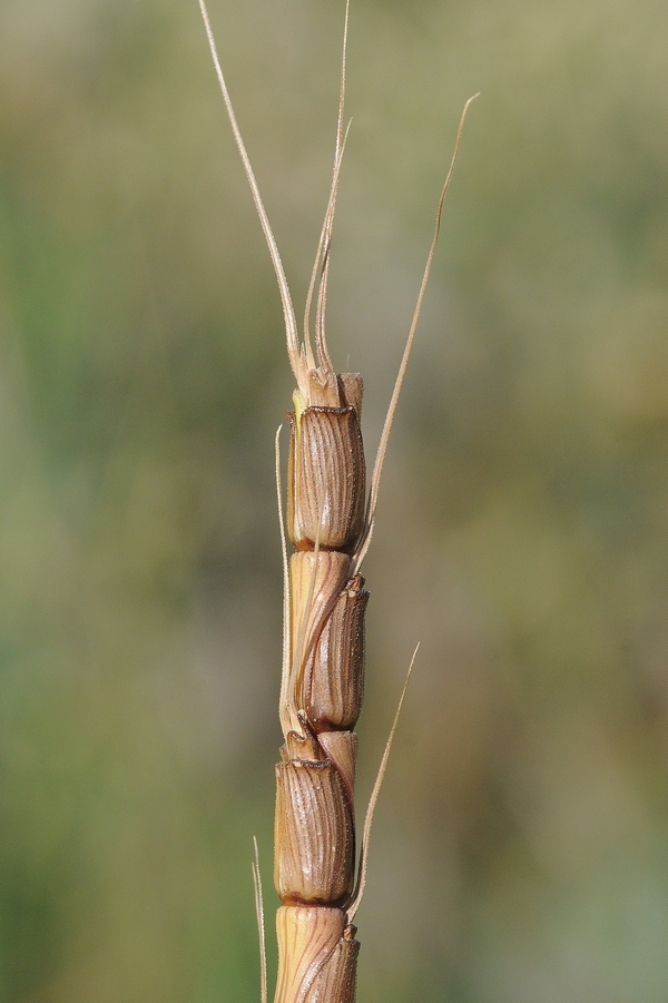 Изображение особи Aegilops tauschii.