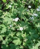 Geranium krylovii