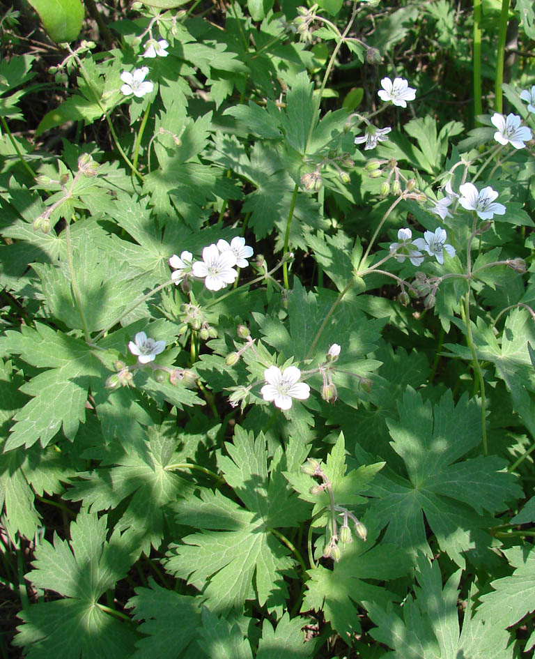 Image of Geranium krylovii specimen.