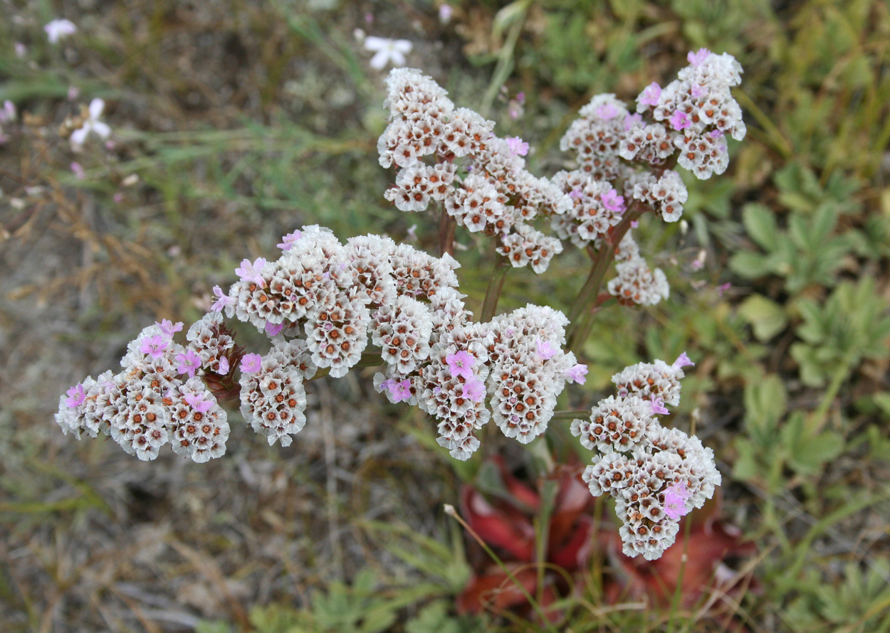 Изображение особи Goniolimon speciosum.