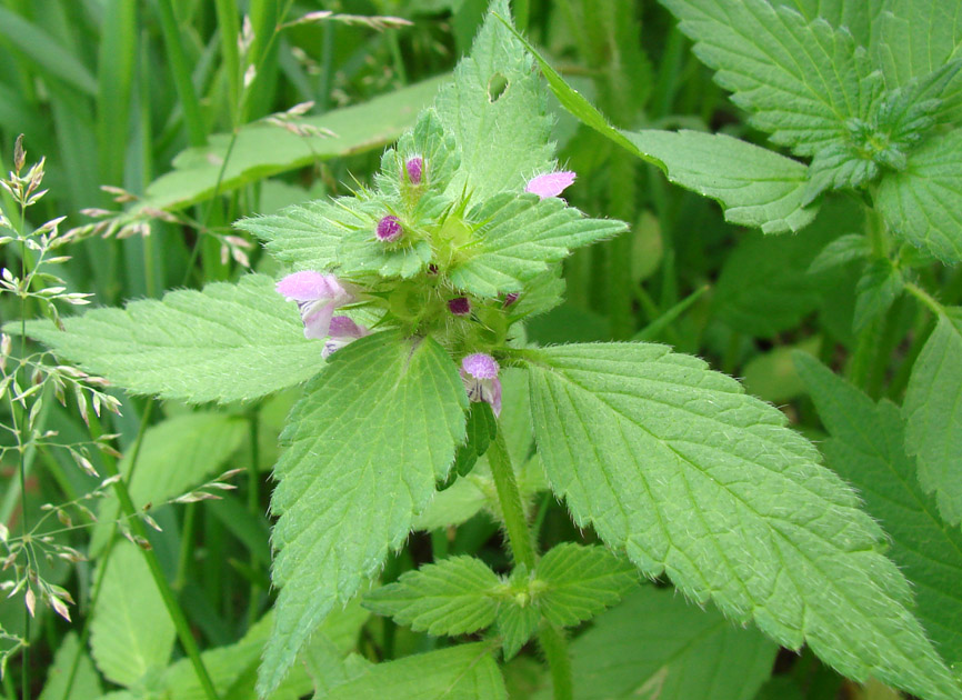 Image of Galeopsis bifida specimen.