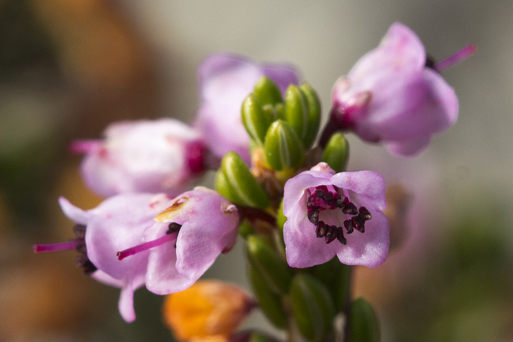 Image of Erica manipuliflora specimen.