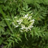 Cardamine impatiens