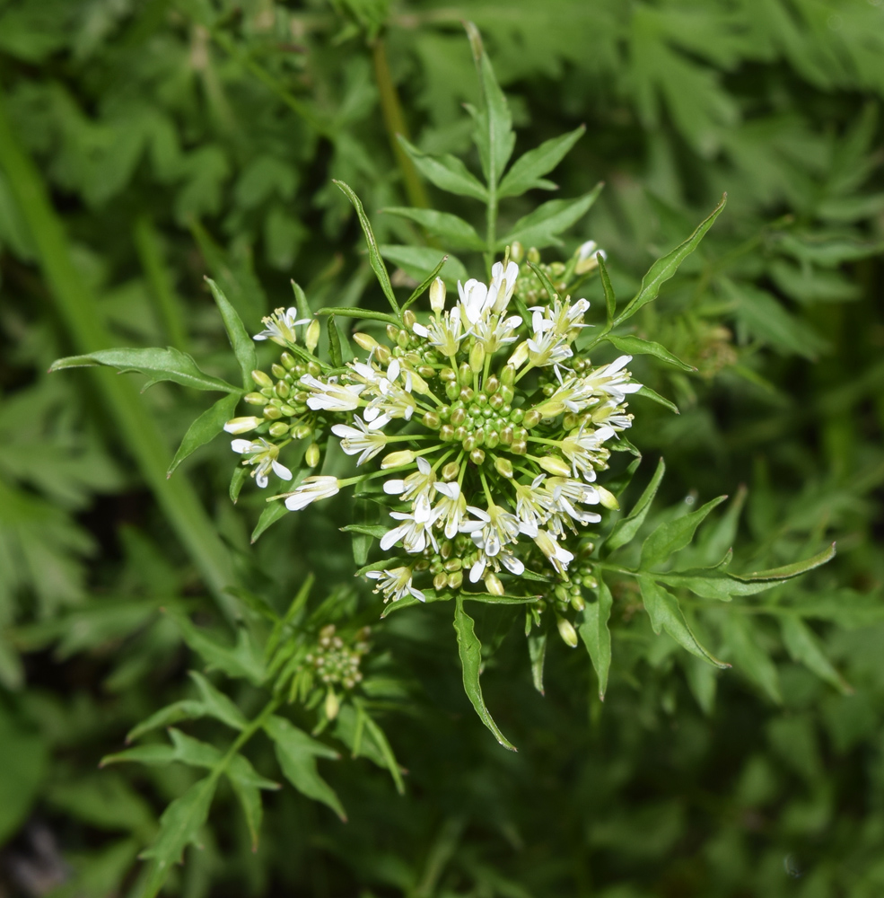 Image of Cardamine impatiens specimen.