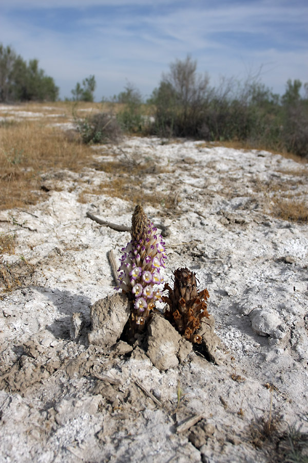 Image of Cistanche salsa specimen.