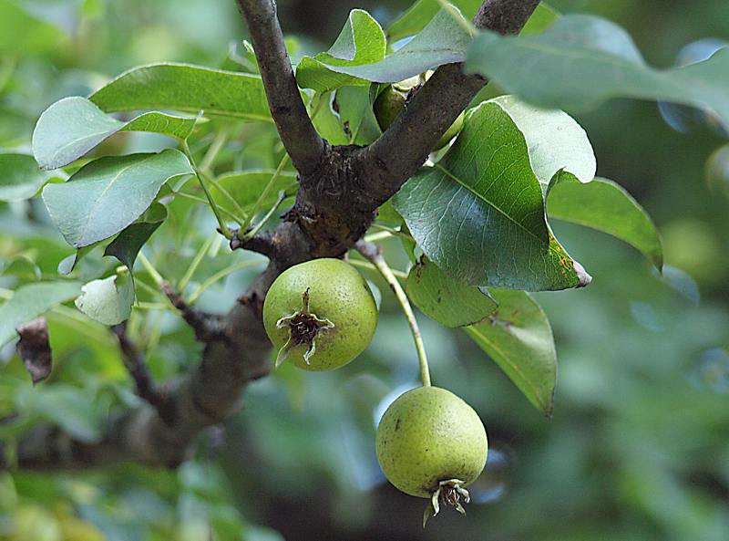 Image of Pyrus pyraster specimen.