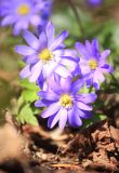 Anemone banketovii