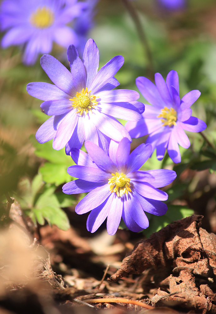 Изображение особи Anemone banketovii.