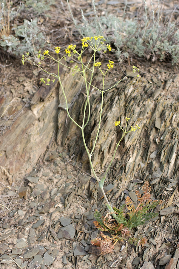 Изображение особи Ferula karataviensis.