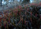 Polytrichum piliferum