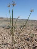 Allium sabulosum. Расцветающие растения. Узбекистан, пустыня Кызылкум, останец Султануиздаг (Султн-Увайс), южный склон. 16.05.2015.