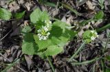 Alliaria petiolata