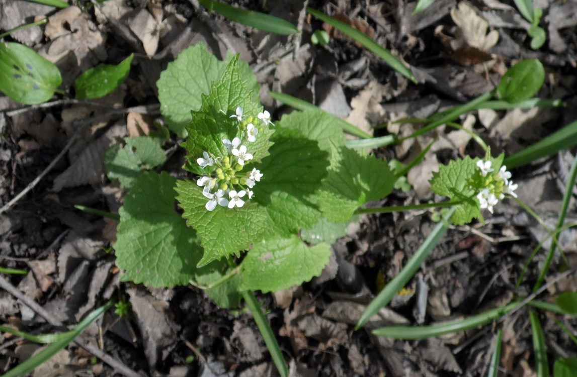Image of Alliaria petiolata specimen.