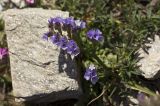 Limonium sinuatum