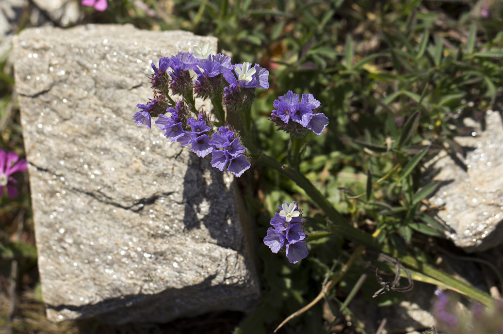 Изображение особи Limonium sinuatum.