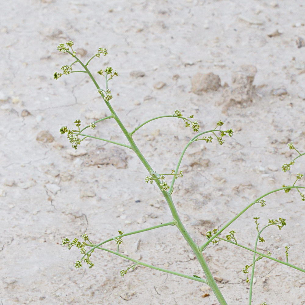 Image of Crambe edentula specimen.