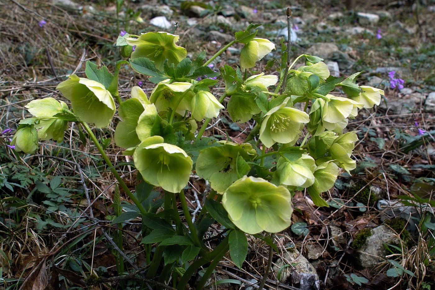 Image of Helleborus caucasicus specimen.