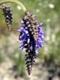 Salvia nutans